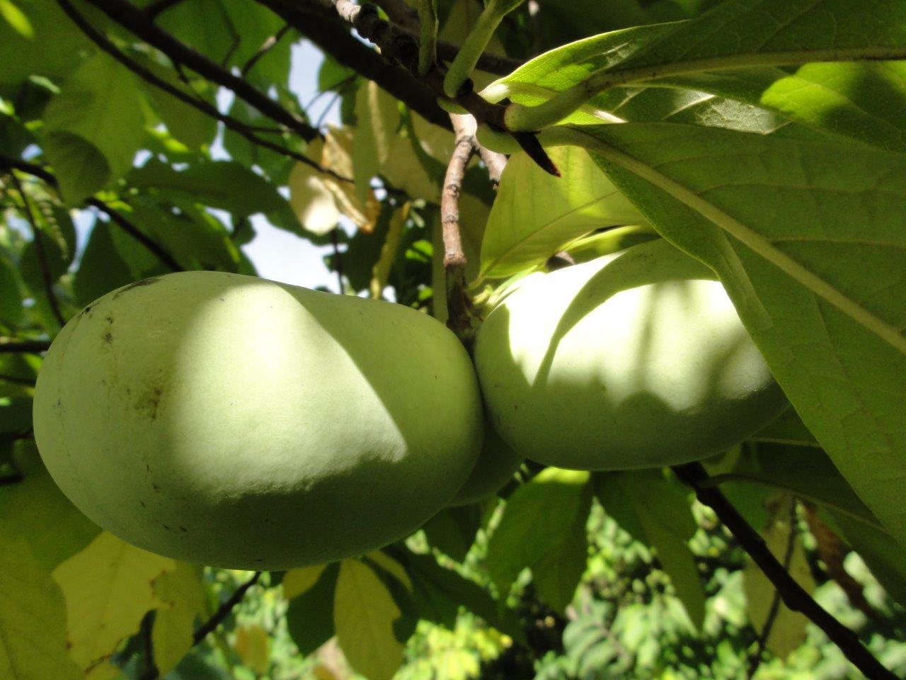 Summer Delight<br> pawpaw tree