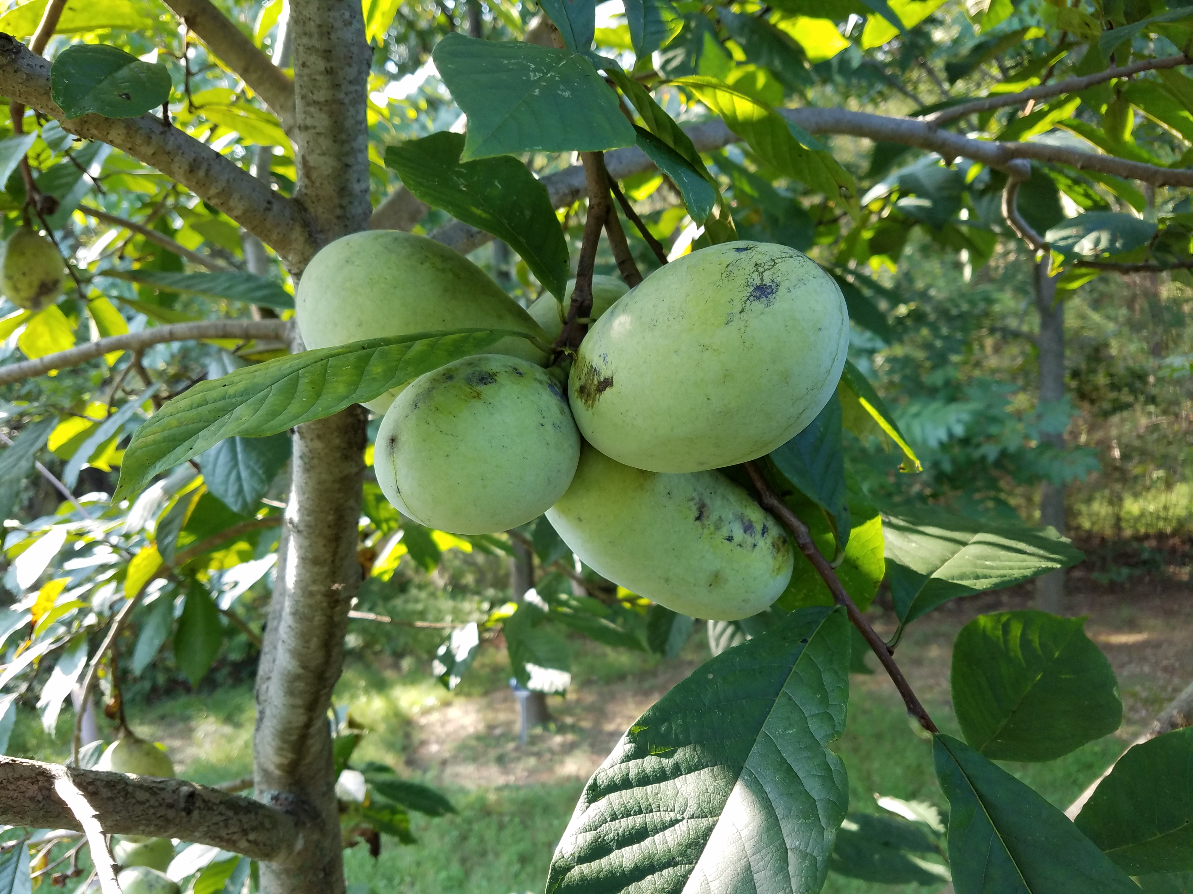 Summer Delight Pawpaws on Tree