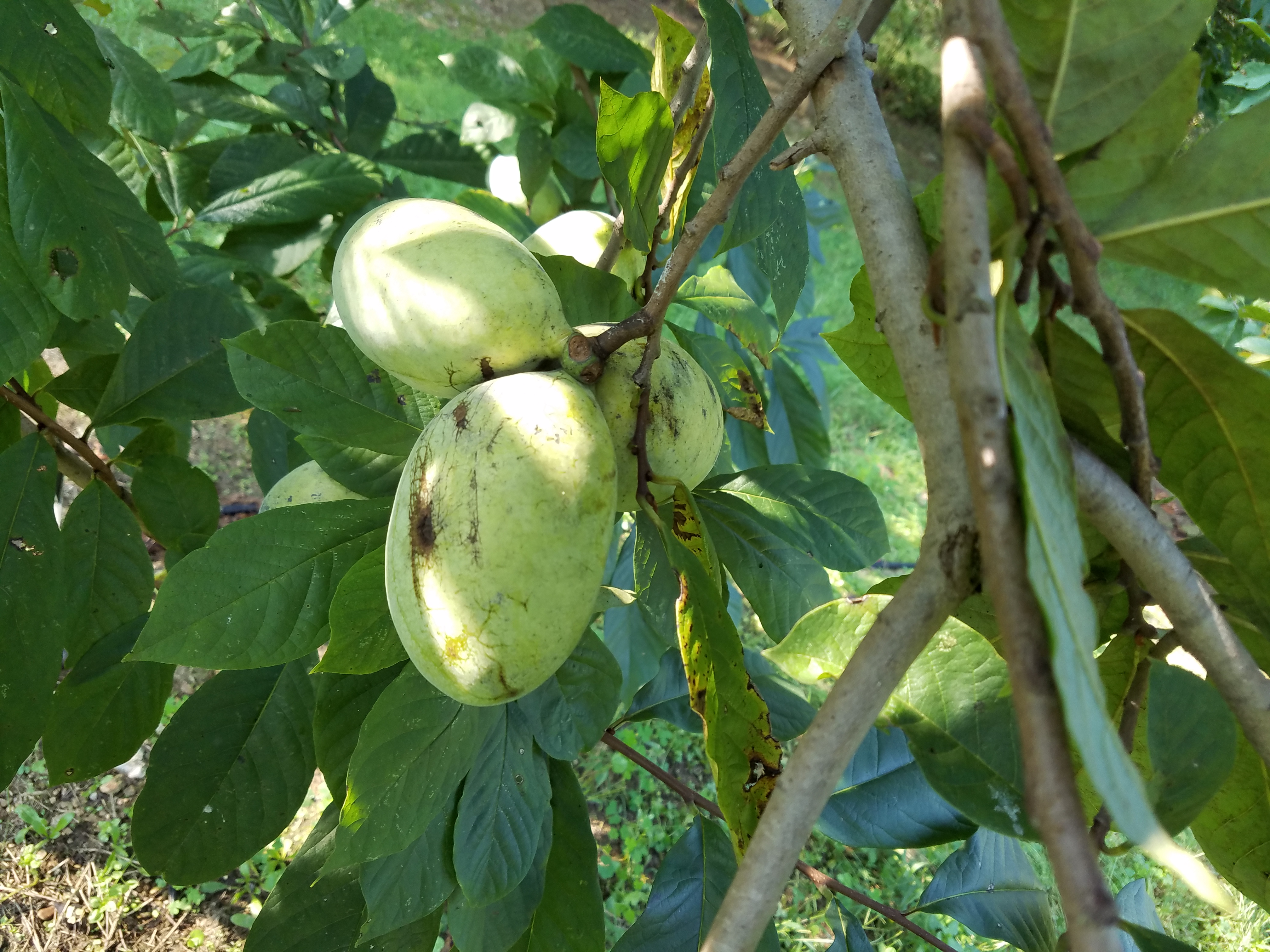 Summer Delight<br> pawpaw fruit