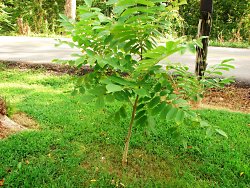 Heartnut Seedling