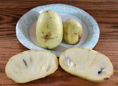 Al Horn White Fleshed Pawpaw