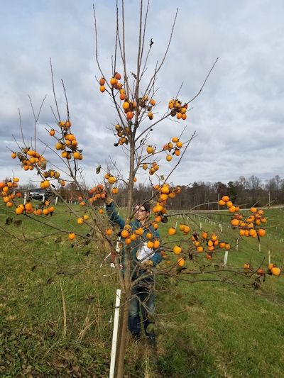 David's Kandy Persimmon Tree