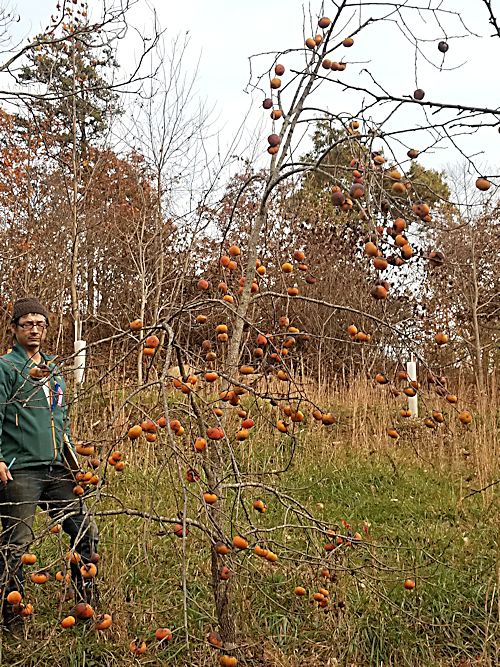 Mikkusu Persimmon Tree