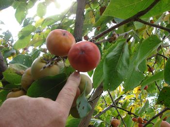 Wonderful Persimmon