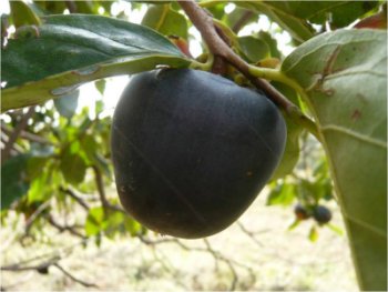 Black Kaki Persimmon