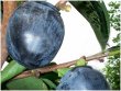 Bluek Kaki Persimmon