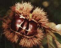 Chestnut Burr