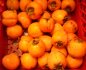 hokkaido persimmon