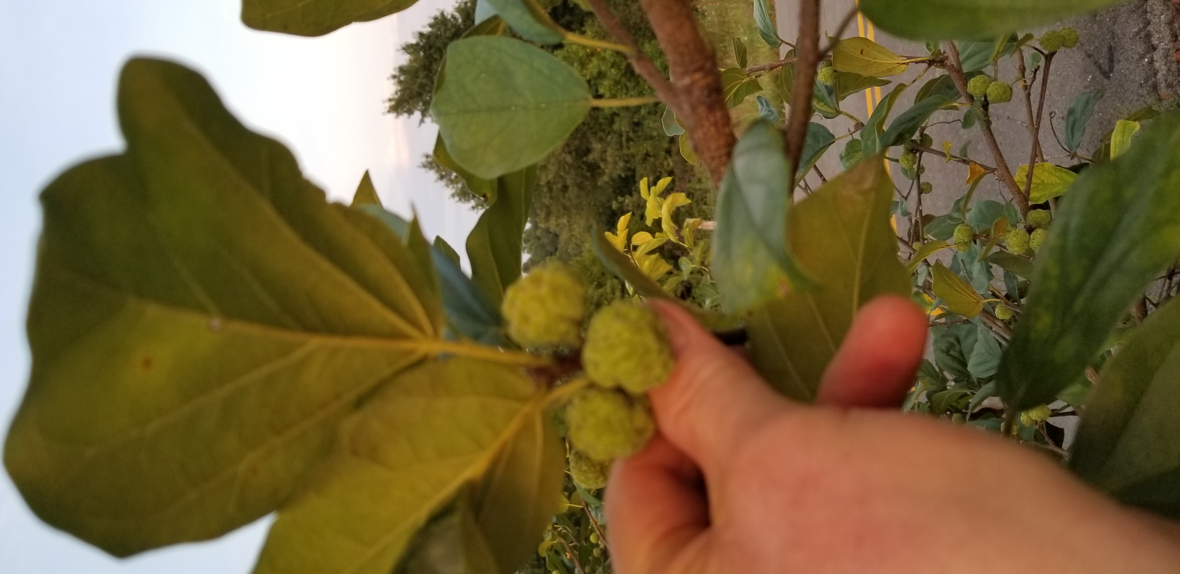 Summer Delight Pawpaw Tree