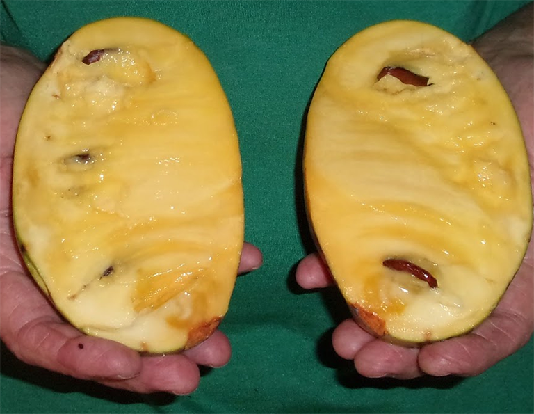 Summer Delight pawpaws<br> on tree