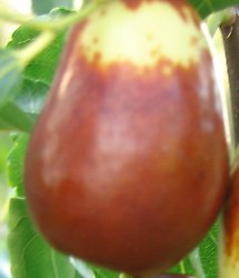 Lang Fruit