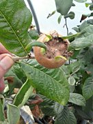 Medlar fruit close up