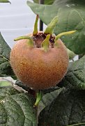 Medlar fruit close up