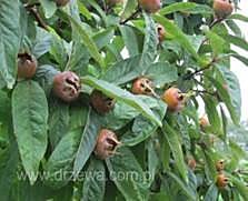 Medlar Fruit growing