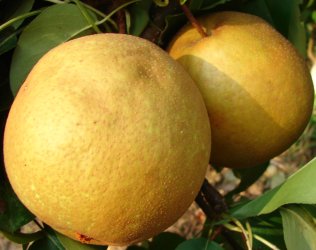 New World Pear