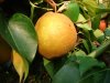 New World Pear tree