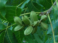 pecan cluster