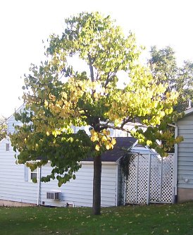 Kentucky Champion Pawpaw Tree in Fall