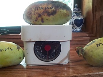 Summer Delight Pawpaws on Tree