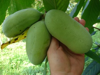 Summer Delight Pawpaw Tree