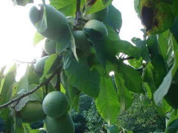 Summer Delight Pawpaws on Tree