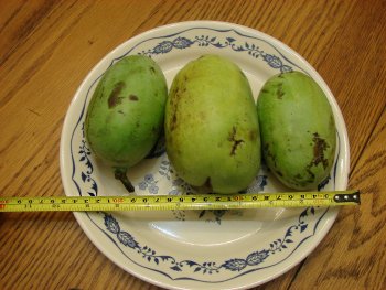 Summer Delight Pawpaw Measurement