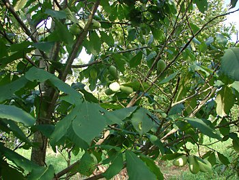 Summer Delight Pawpaw Tree