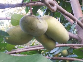 pawpaw fruit from premium seed