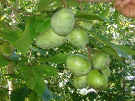 pawpaw fruit from premium seed