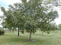 20 yr. Eng. walnut tree