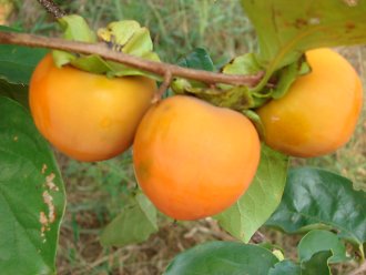 Shin Na Da Persimmon