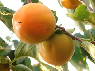 Shin Na Da Persimmon on a branch