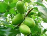 xuzhou fruit